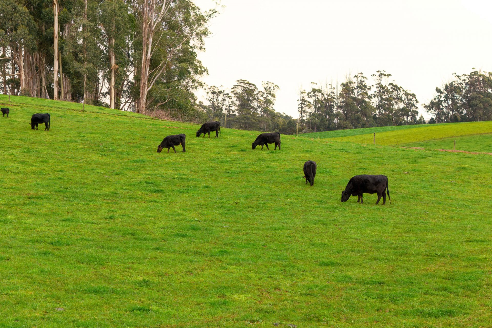 7 Angus cows eating grass in a paddock 