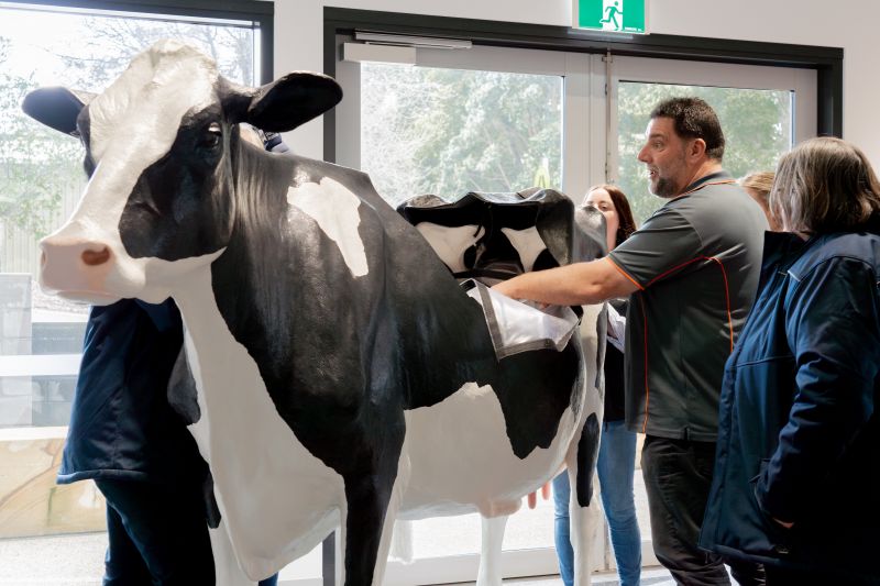 People inside checking out the simulated cow